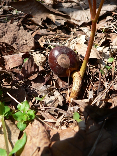 {Aesculus flava}